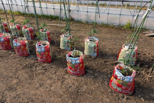 トマトの苗植えを行いました🍅